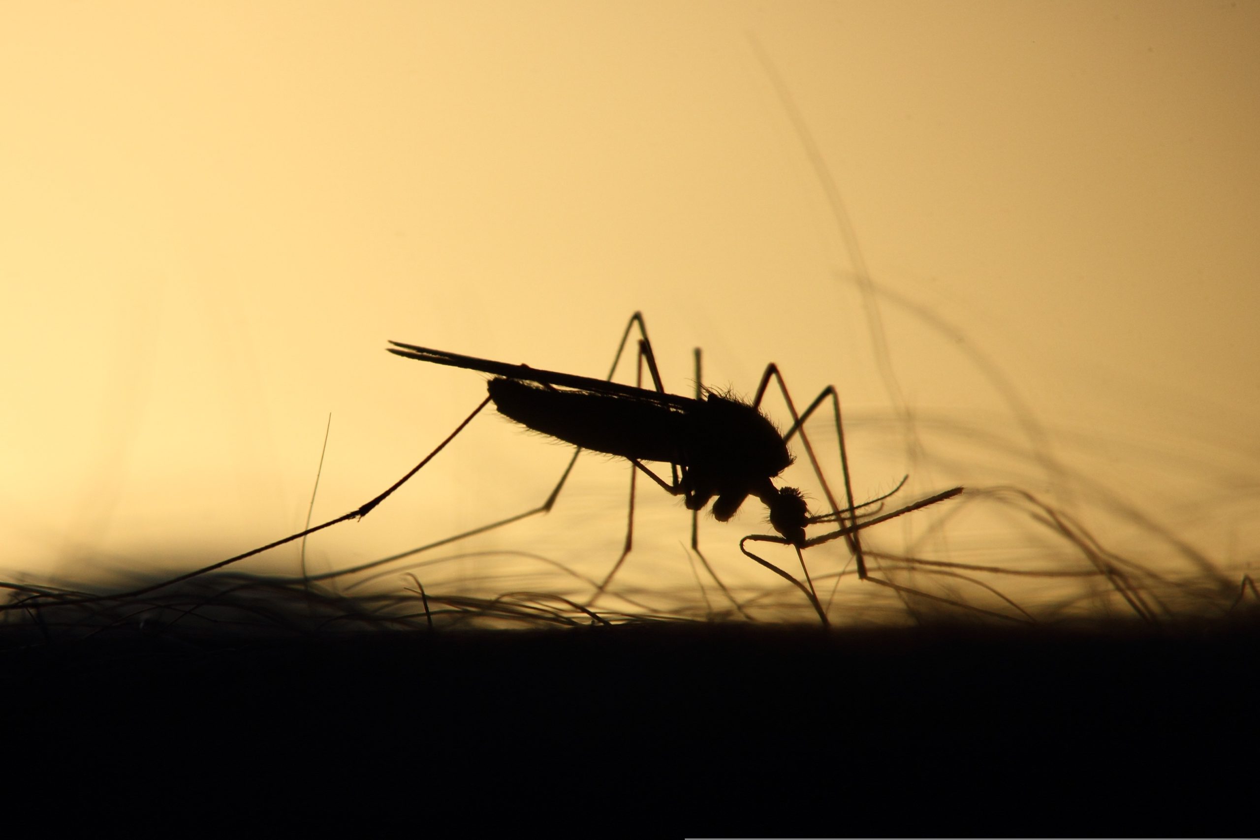 sand fly mosquito